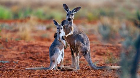 What's the Difference Between a Wallaby and a Kangaroo? | HowStuffWorks