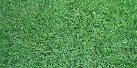 Best Types Of Grass To Grow In Texas Growing Tips