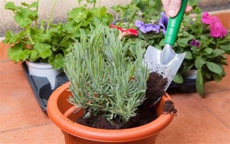 How to Grow Lavender from Cuttings (8 Easy Steps)