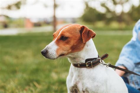 Une Petite Fille Embrasse Et Treint Son Chien Terrier Jack Russell