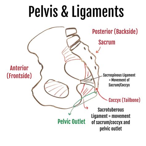 The Pelvic Outlet Anatomy And Movement Support Mamastefit