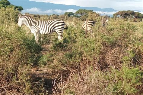 5 Days Masai Mara Safaris Lake Nakuru