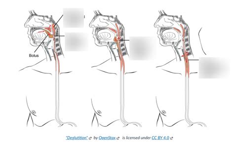 The Process Of Swallowing Diagram Quizlet