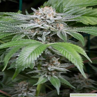 Gorilla Butter Seeds For Sale Find The Best Offer To Buy Seeds