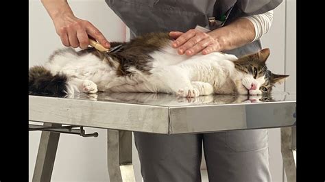 Malattie Del Gatto Anziano Come Prenderci Cura Del Pet Ne Parliamo