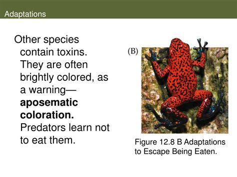 PPT - Predation and Herbivory PowerPoint Presentation, free download ...