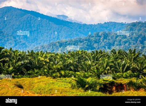 Palm Oil Plantation In North Sumatra Indonesia Stock Photo 137814413