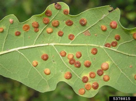 Common Garden Bugs