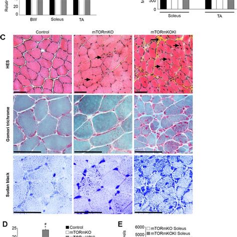 Biochemical Characterization Of Mtor Mutant Muscles A B Hindlimb