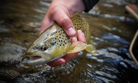 5 Tips For Fishing Albertas Spring Creeks The Bushwhackers Society