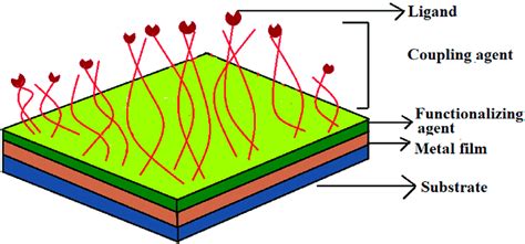 Representation Of Protein Immobilization Scheme Download Scientific