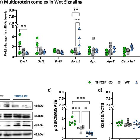 Differential Expressions Of Wnt Signaling Multiprotein Complex In The