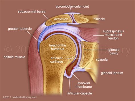 Shoulder Joint Cross Section - Medical Art Library