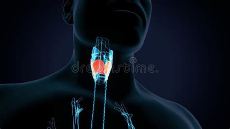 3d Illustrastion Of Human Respiratory System Larynx And Pharynx Anatomy