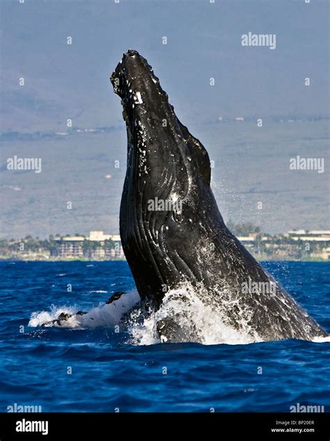 Humpback Whale Hi Res Stock Photography And Images Alamy