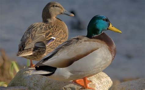 Mallard Ducks wallpaper | 2560x1600 | #74875