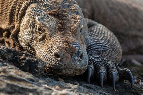 The Biggest Komodo Dragon Ever Recorded American Oceans