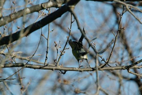 M Sange Chabonni Re Dans Mon Arbre Great Tit Parus Major In My Tree