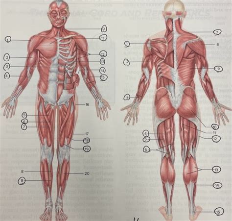 Major Muscle Groups Diagram Quizlet