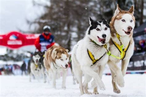 La Grande Odyss E Savoie Mont Blanc Course De Chiens De Tra Neau