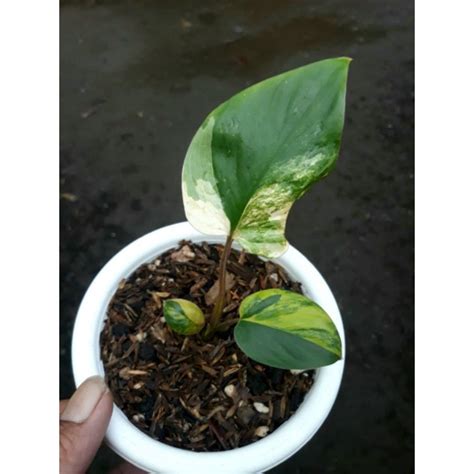 Jual Homalomena Rubescens Variegata Real Pict Shopee Indonesia