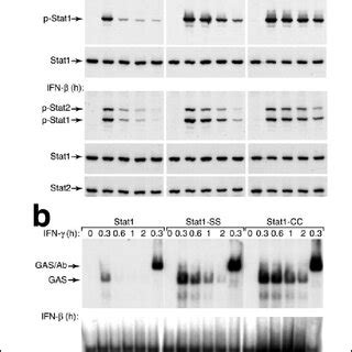 Dependence Of Mutant Stat Function On Ligand Driven Tyr