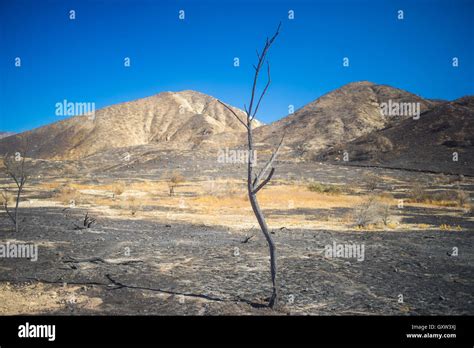 Tall Skinny Burned Tree Stands In A Charred Savanna After Wildfire