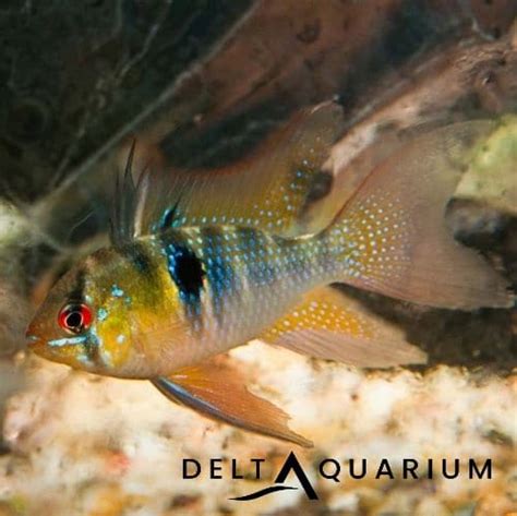 Buy Longfin German Blue Ram Cichlid Online Uk