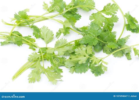 Coriandrum Sativum Leaves Stock Image Image Of Thai 107494647