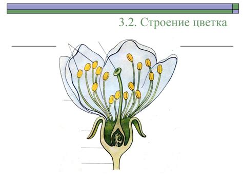 Оплодотворение, его биологическое значение. Двойное оплодотворение у ...