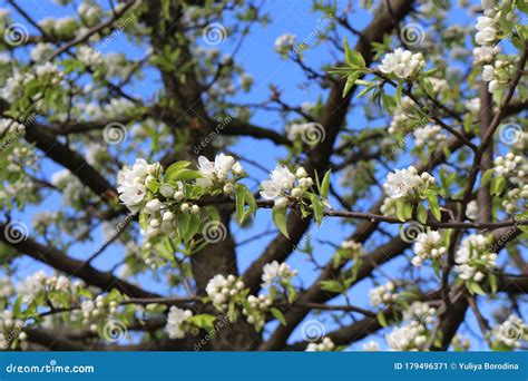 Snow White Flowers Bloomed On Pear Tree In Early Spring Stock Image