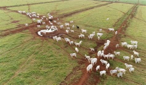 Rebanho Bovino Brasileiro Cresce 3 1 Em 2021 SBA1 Sistema