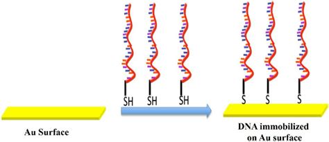 Dna Immobilization On Au Gold Surface Download Scientific Diagram