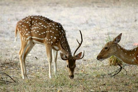 6 Most Amazing National Parks In Maharashtra Wildlifezones