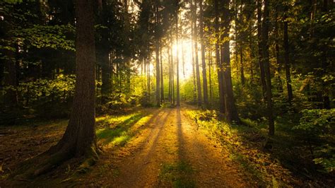 Wald Foto And Bild Landschaft Lebensräume Sonnenuntergang Bilder Auf