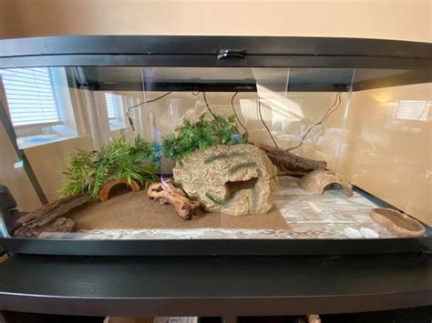 Leopard Gecko Vivarium Setup