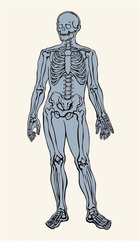 Esqueleto Humano Dibujo Esquem Tico Vectorial Ilustraci N Del Vector