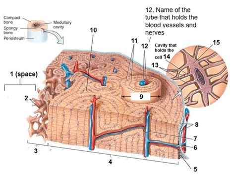 Unit 5 HBiol, Skeletal System Diagram: Image of Osteons in Compact Bone ...