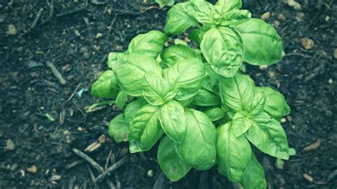 Basil Companion Plants Beginners Guide January 2024 Just Pure