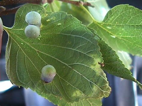 Common Tree Galls Acreage Life Nebraska
