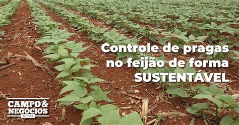 Controle De Pragas No Feij O De Forma Sustent Vel Revista Campo