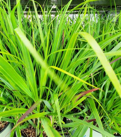 Panicum Virgatum Shenandoah Shenandoah Switch Grass From Prides Corner Farms