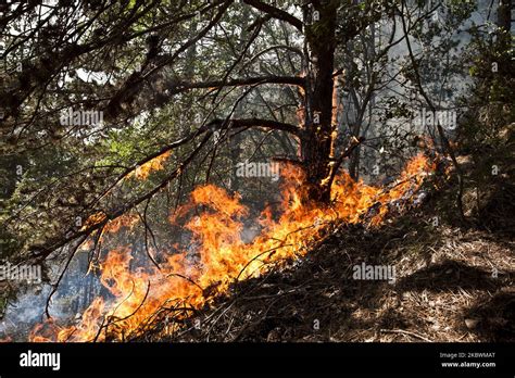 Eight Hundred Hectares Of Mountain Gone Up In Smoke In Laquila Italy