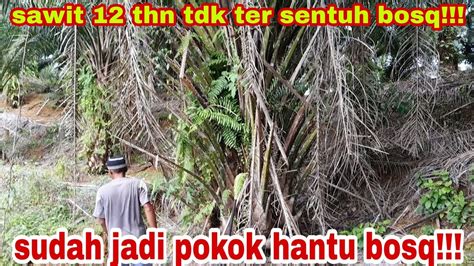 Selama 12 Thn Pokok Sawit Ini Tdk Pernah Tersentuh Bosq Sdh Jadi