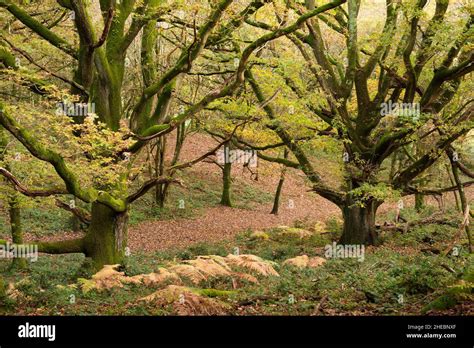 Autumn Colour In A Deciduous Woodland At Woodlands Hill In The Quantock