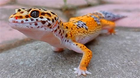 Cicak Warna Warni Pelihara Leopard Gecko Youtube