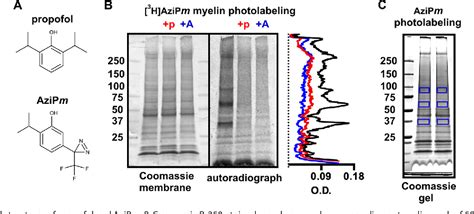 Figure From Propofol Inhibits Sirt Deacetylase Through A