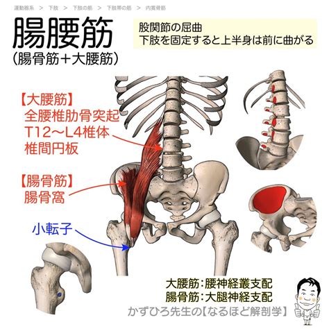 腸腰筋（iliopsoas）｜大腰筋 腸骨筋 起始・停止・支配神経 徹底的解剖学（かずひろ先生 解剖学）