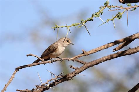 African Gray Flycatcher Photograph By Debbie Blackman Fine Art America