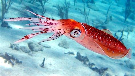 Caribbean Reef Squid – "OCEAN TREASURES" Memorial Library